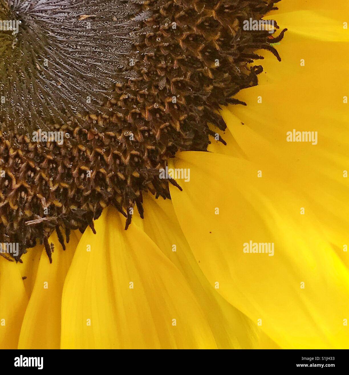 Close up of a sunflower - Smartphone Captured Stock Image
