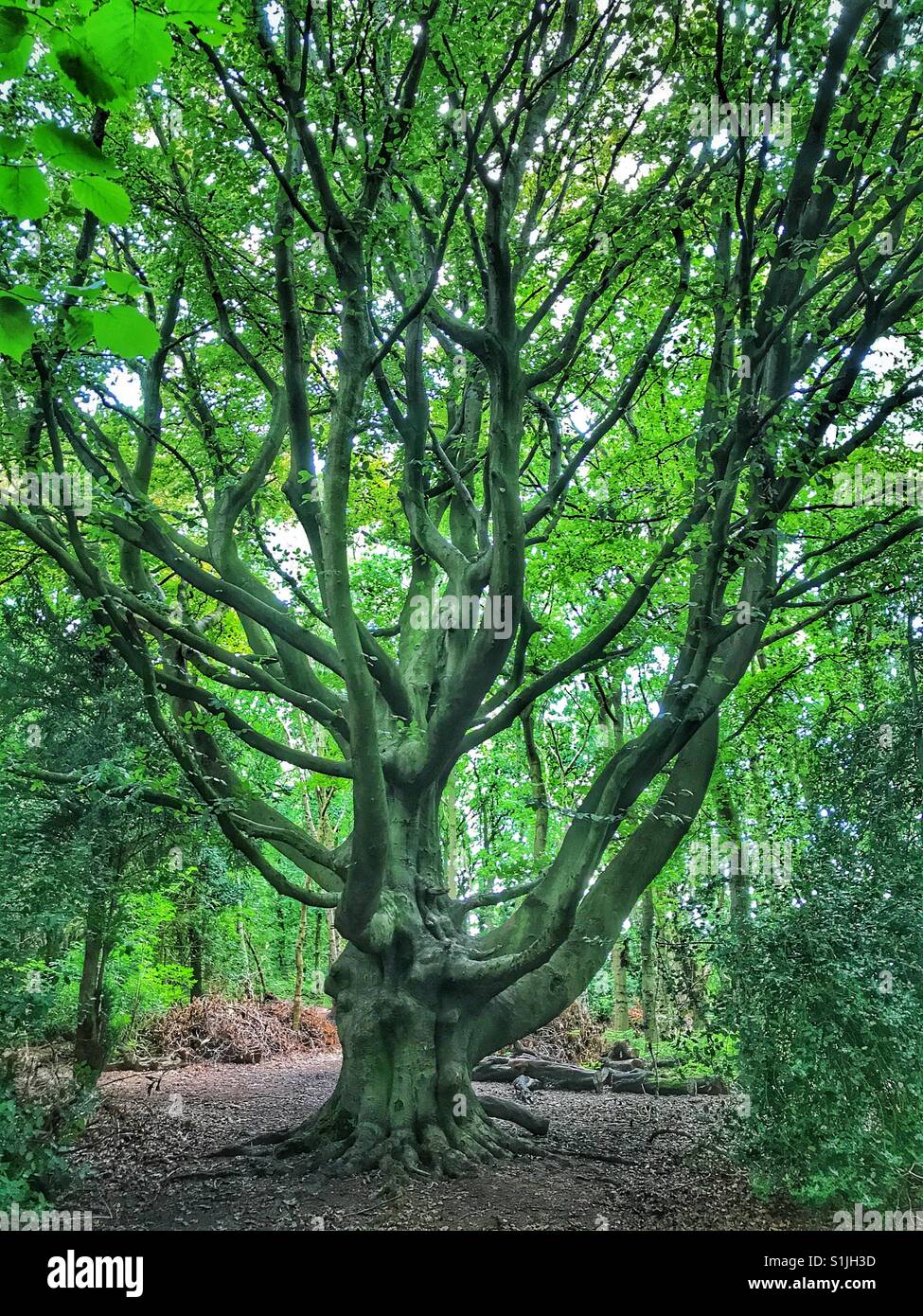 Large, mature beech tree in the middle of a forest Stock Photo