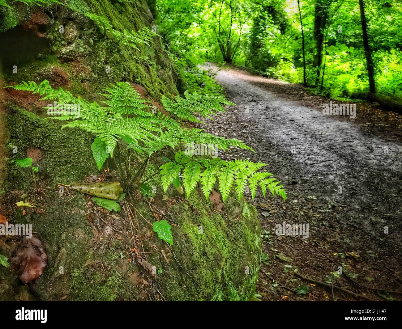 Fern plant growing out of a rocky bank along a footpath at The Dingle in Warrington - Smartphone Captured Stock Image