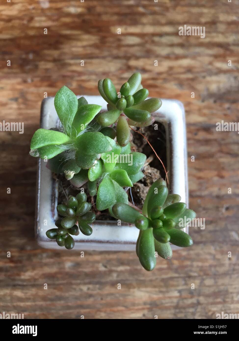 Close up of succulents Stock Photo