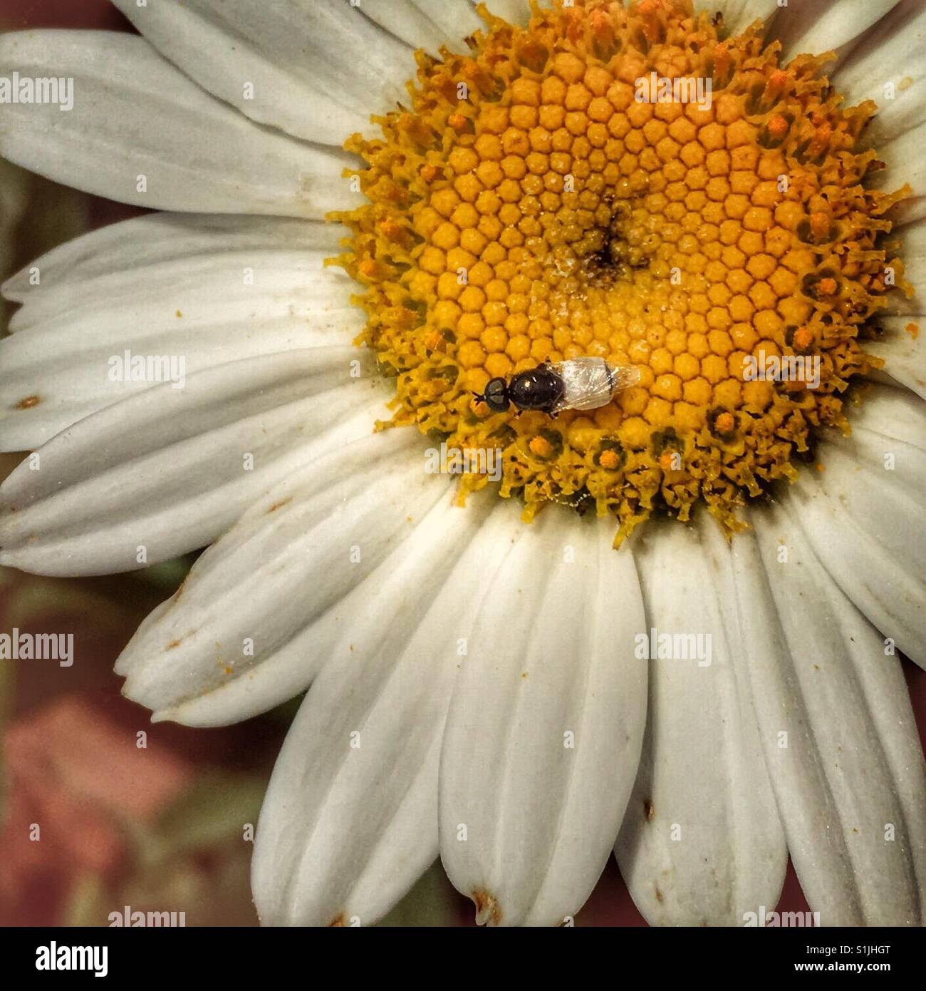 A flying ant landed on this daisy (hdr). - Smartphone Captured Stock Image