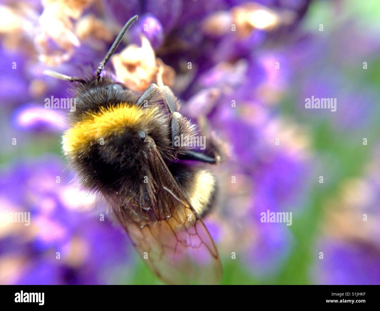 Bumble bee pollinating a lavender flower on a summers day - Smartphone Captured Stock Image