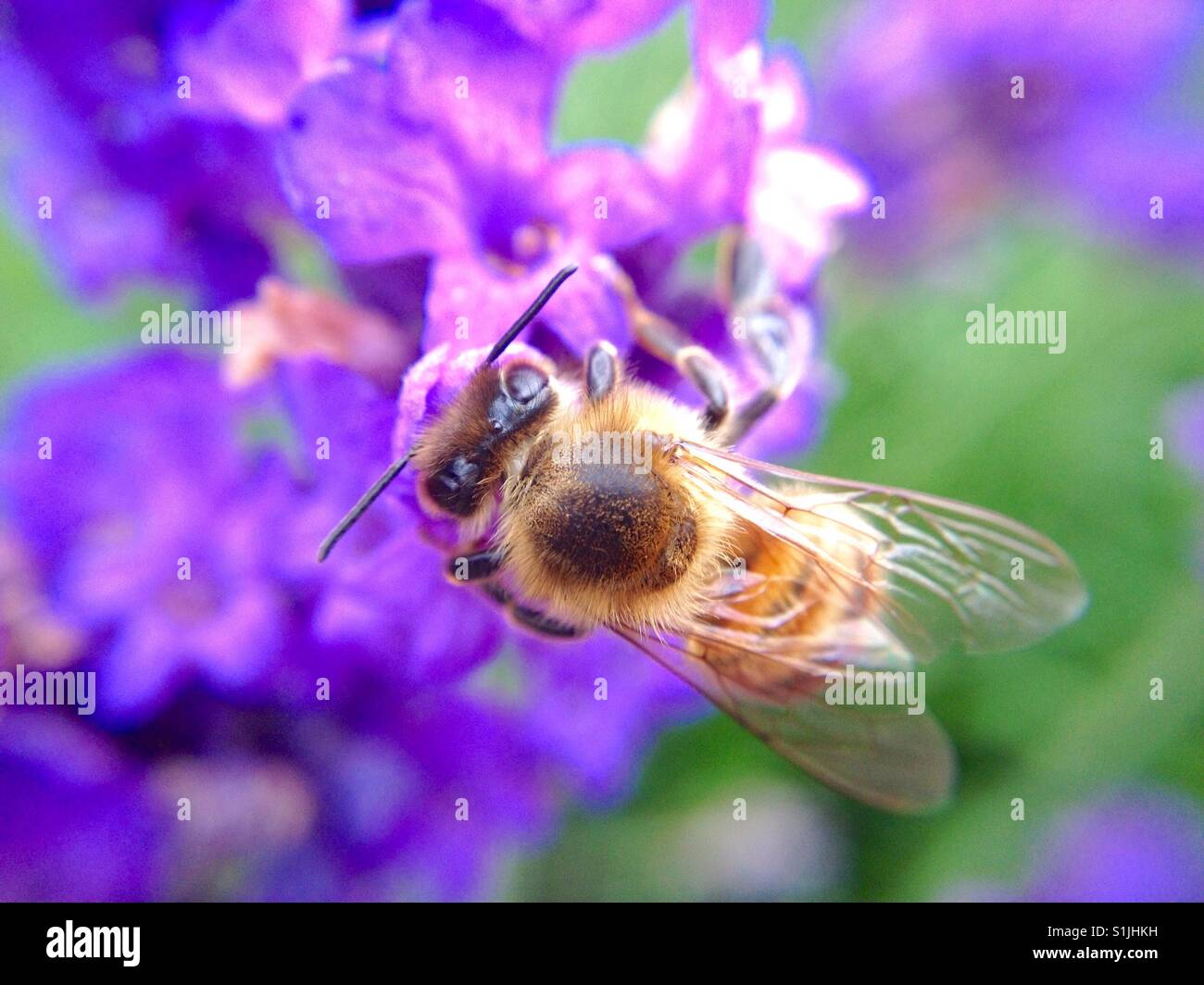 Honey bee pollinating a lavender flower on a summer day - Smartphone Captured Stock Image