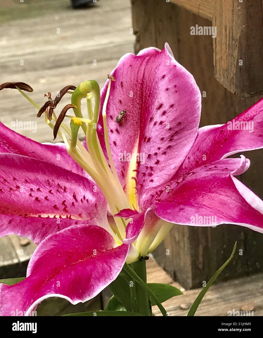 Lily flower bee hi-res stock photography and images - Alamy
