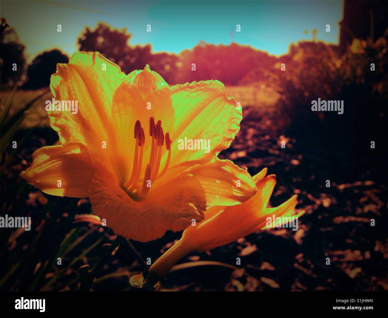 Vivid yellow lily - Smartphone Captured Stock Image