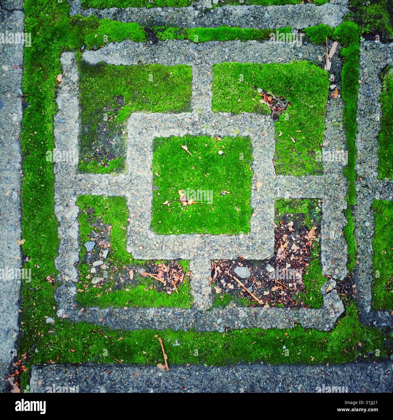 Bright green moss growing inside decorative cement ground tile - Smartphone Captured Stock Image