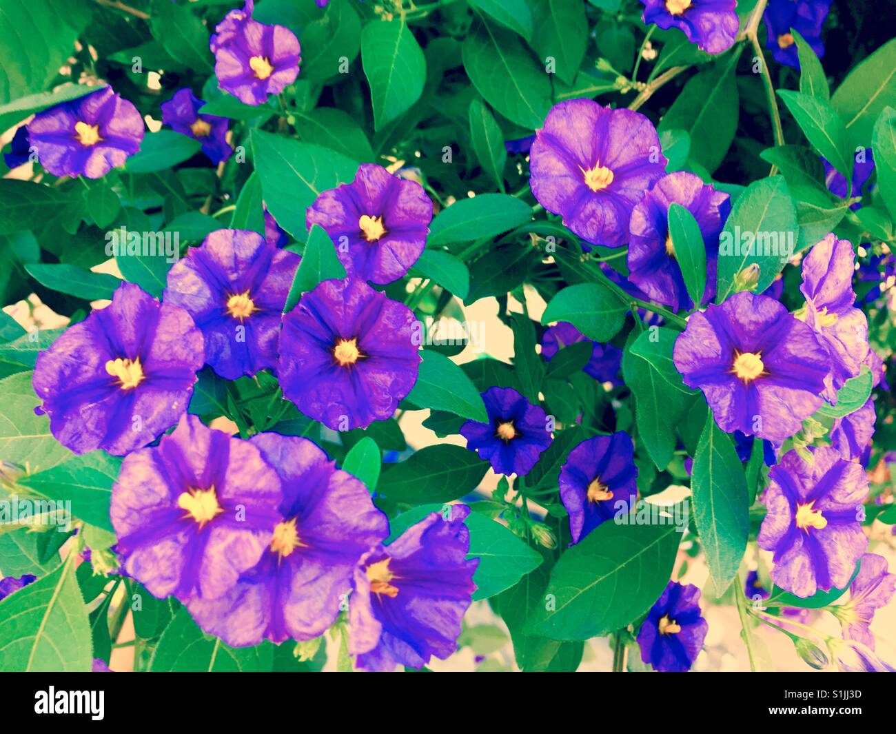 Violet  petunias with yellow centre - Smartphone Captured Stock Image
