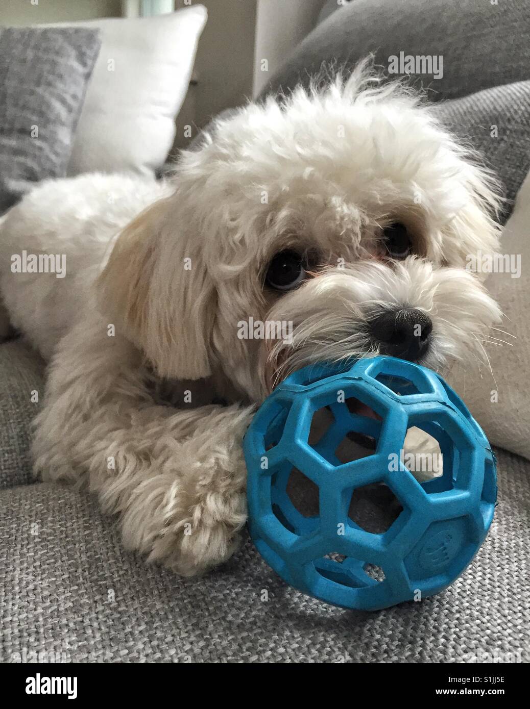 Cute fluffy white puppy playing with blue ball. Stock Photo