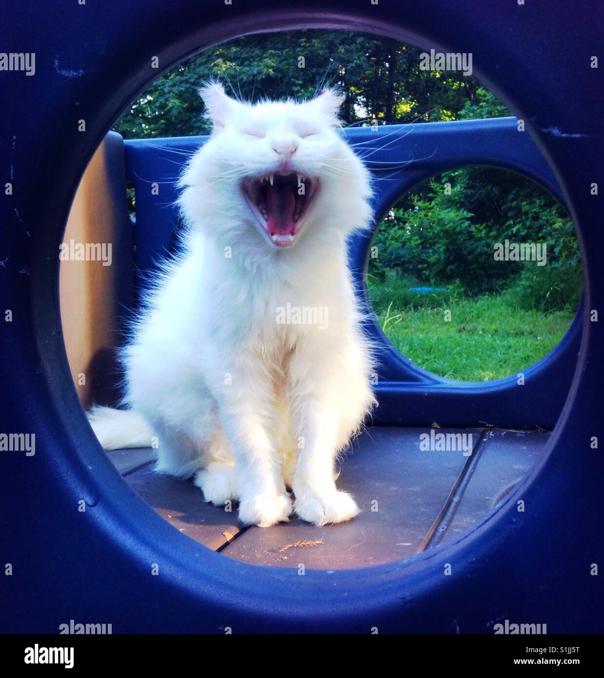 White cat appears to roar inside circular window - Smartphone Captured Stock Image
