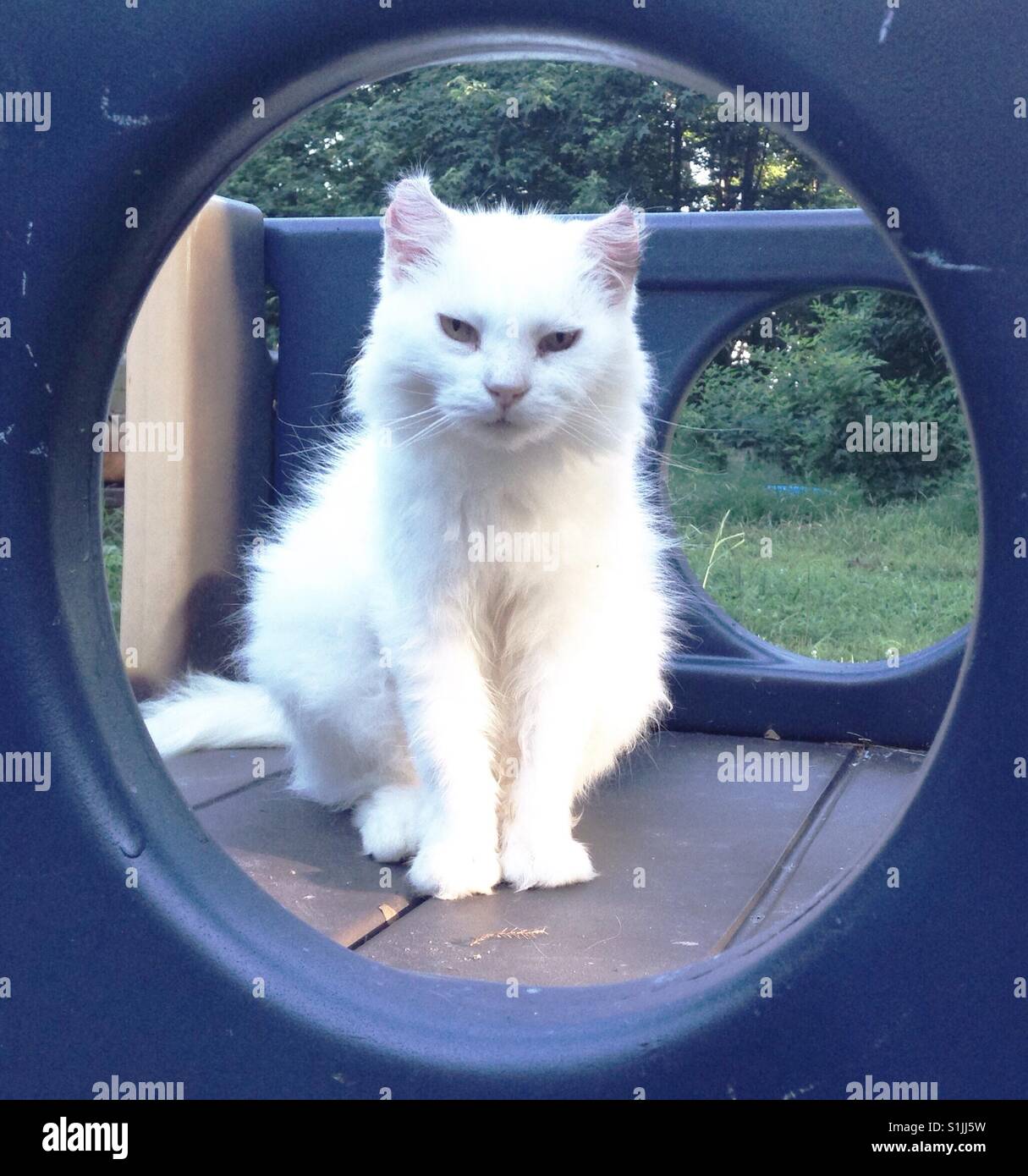 Uninterested, or is it content? kitty - Smartphone Captured Stock Image