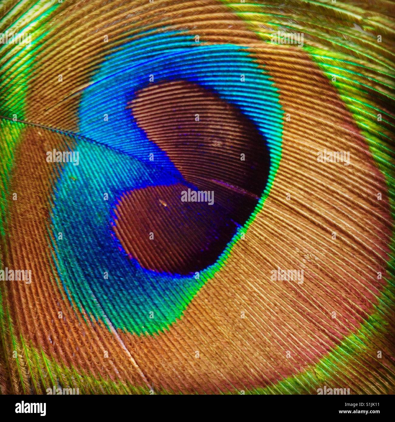 Peacock pen - Smartphone Captured Stock Image