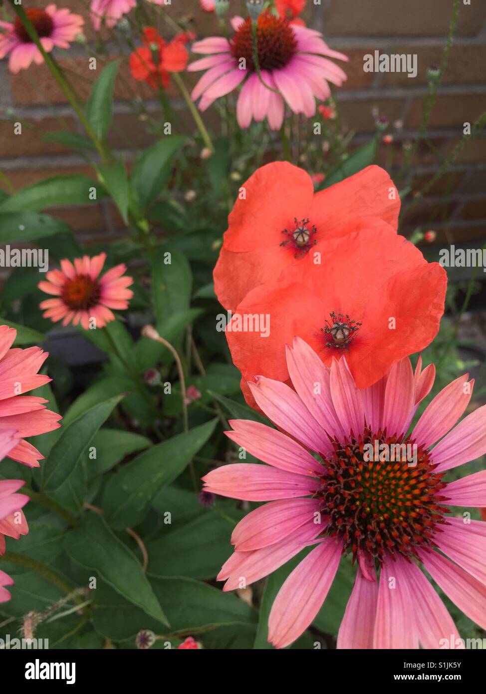 Flower bed of red poppies and purple coneflowers, USA - Smartphone Captured Stock Image