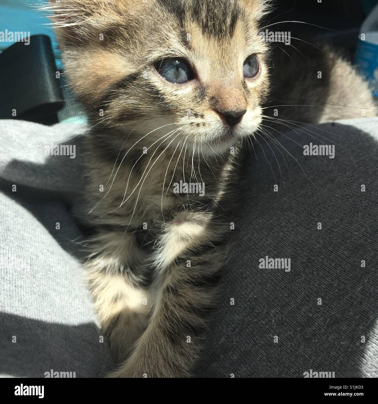 Young tabby kitten with blue eyes Stock Photo Alamy