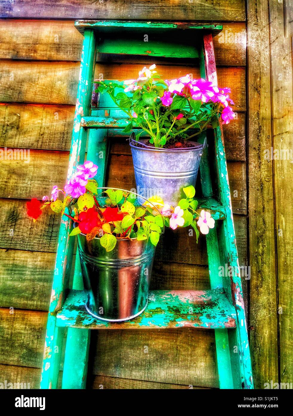 Busy Lizzies in the garden Stock Photo Alamy