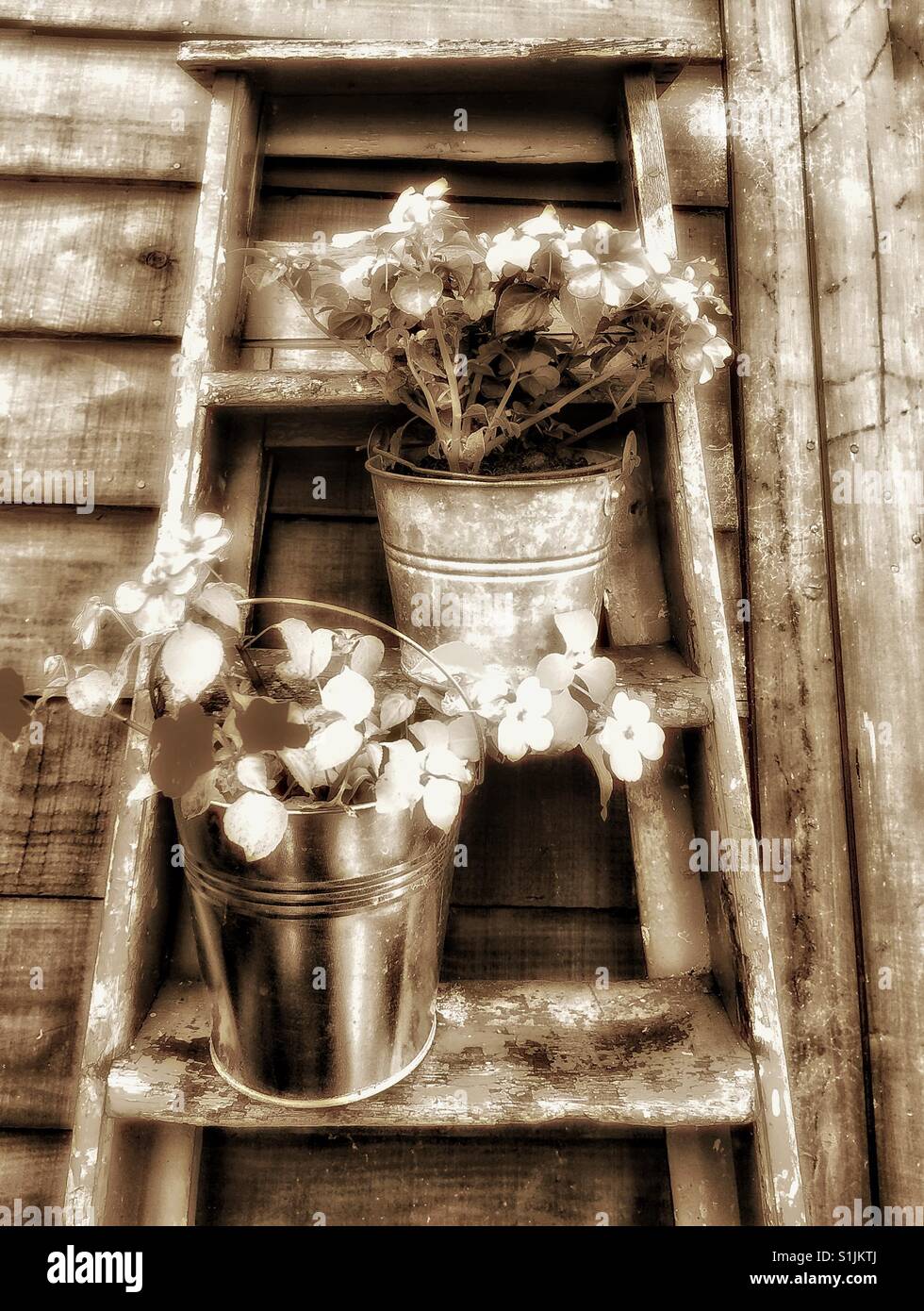 Busy Lizzie in the garden on a wooden ladder. - Smartphone Captured Stock Image