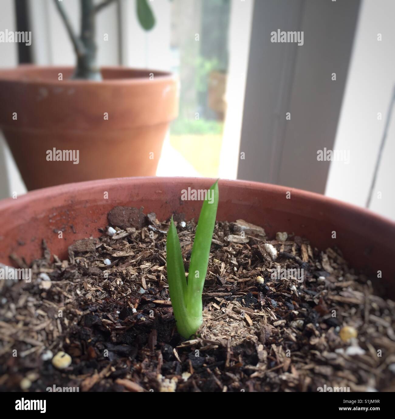 Baby Aloe Vera High Resolution Stock Photography And Images Alamy Baby Aloe Vera High Resolution Stock Photography And Images Alamy