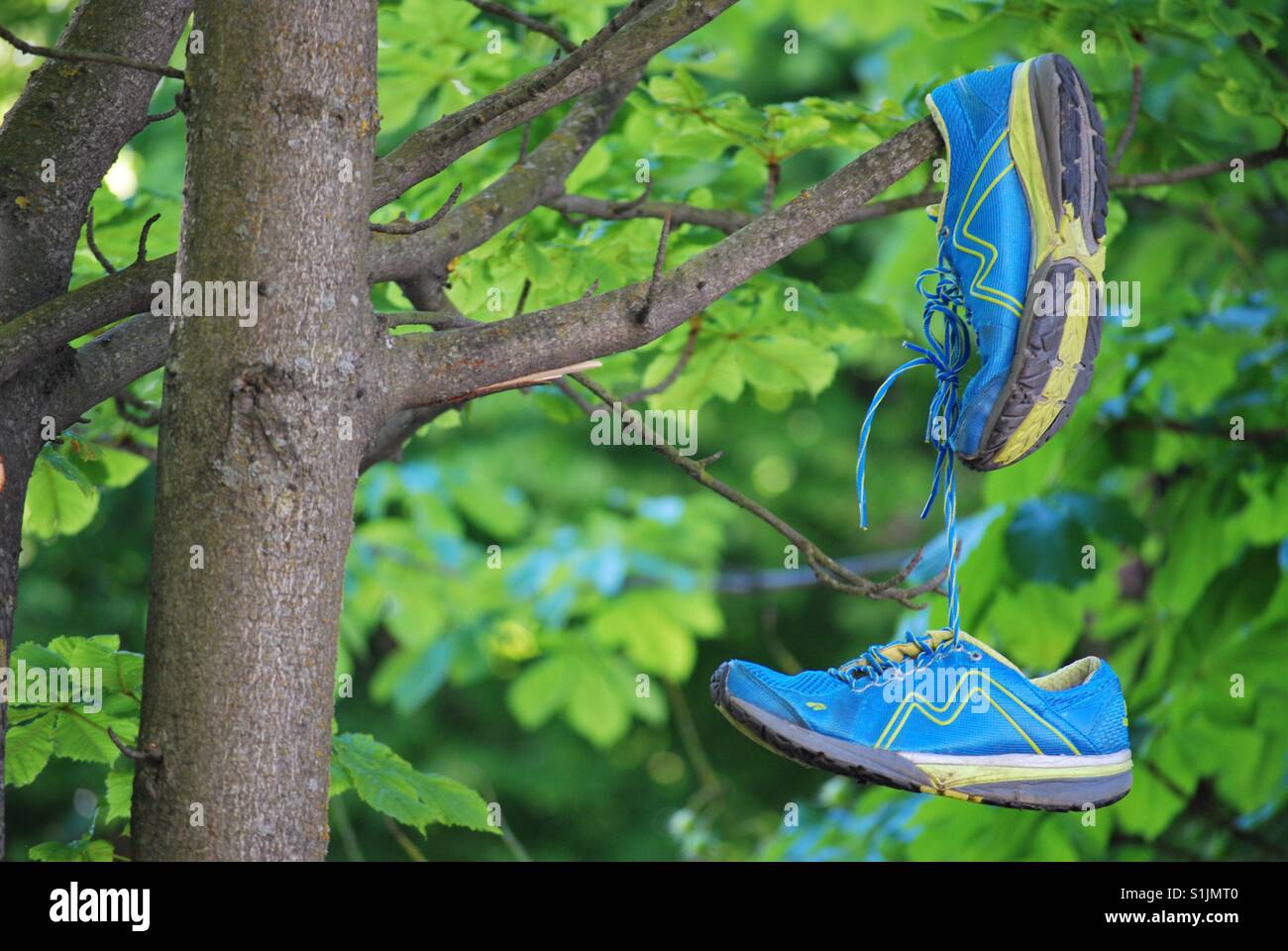 Sneakers hanging on bransch Stock Photo