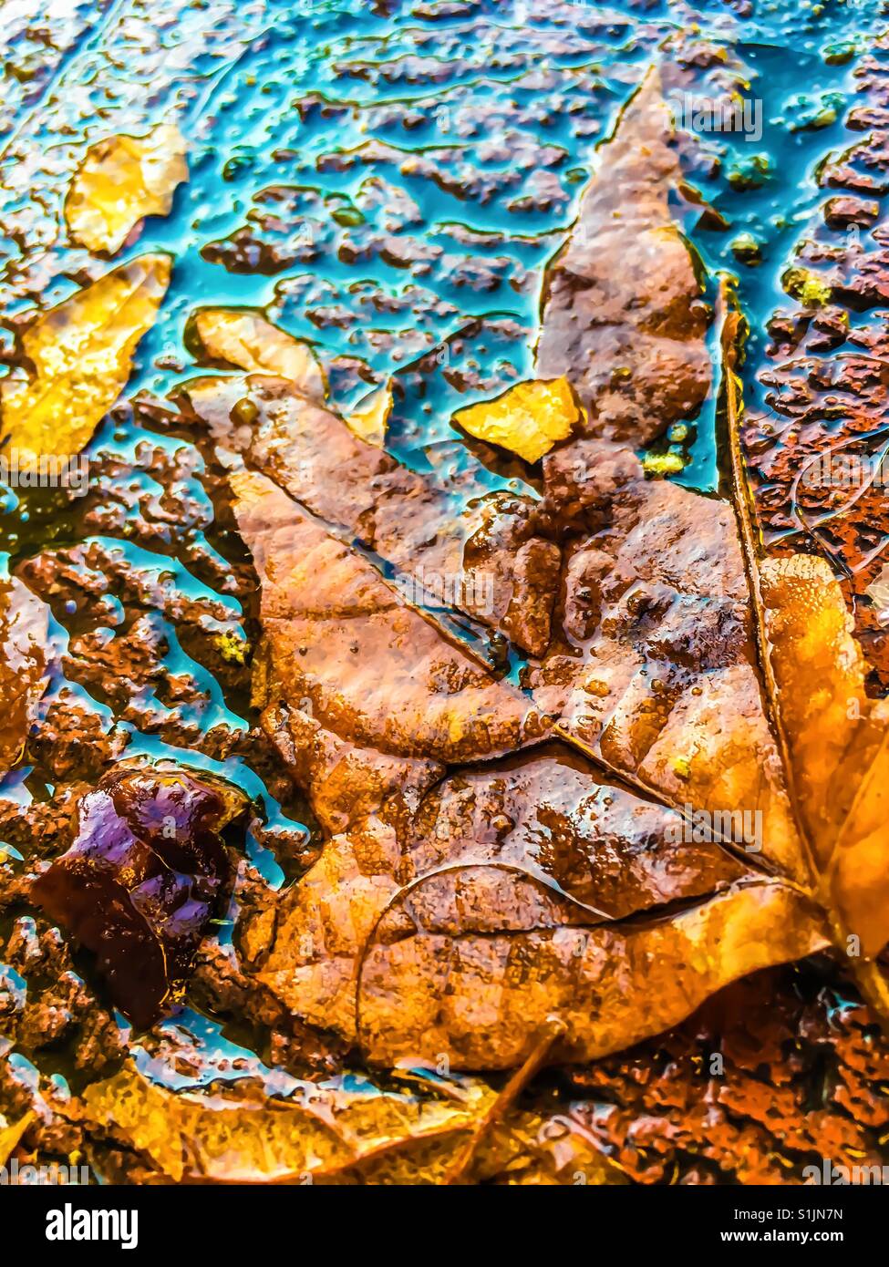 Wet brown fallen leaf against wet brick pavement Stock Photo - Alamy