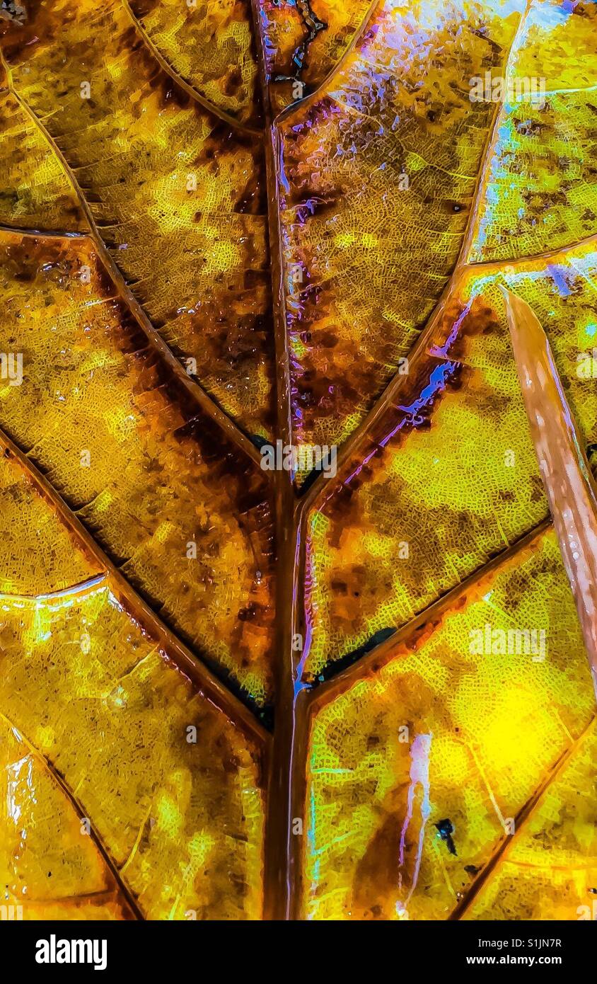 Fig tree leaf hi-res stock photography and images - Alamy