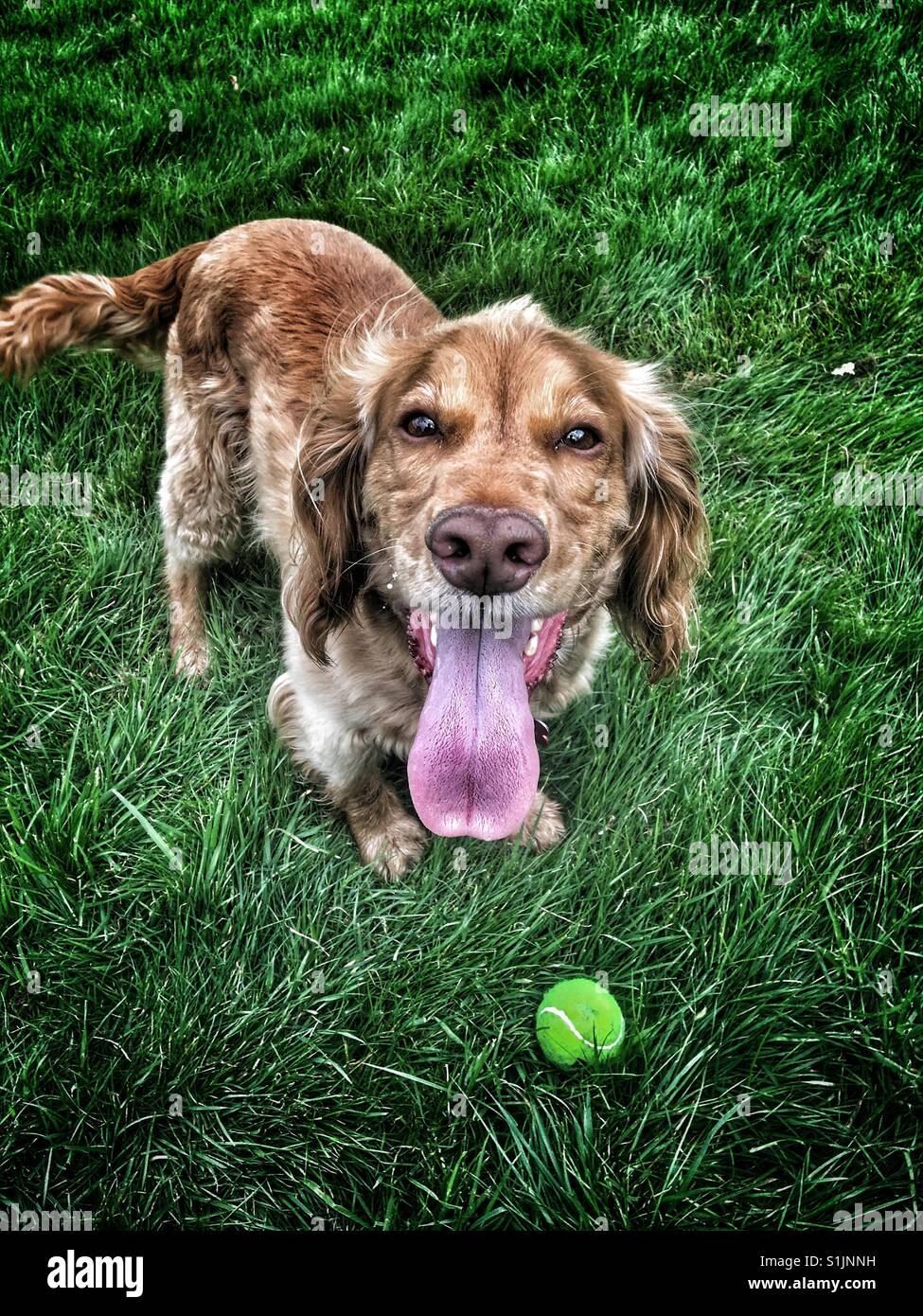 Cocker spaniel with his tongue out waiting for his ball to be thrown again - Smartphone Captured Stock Image