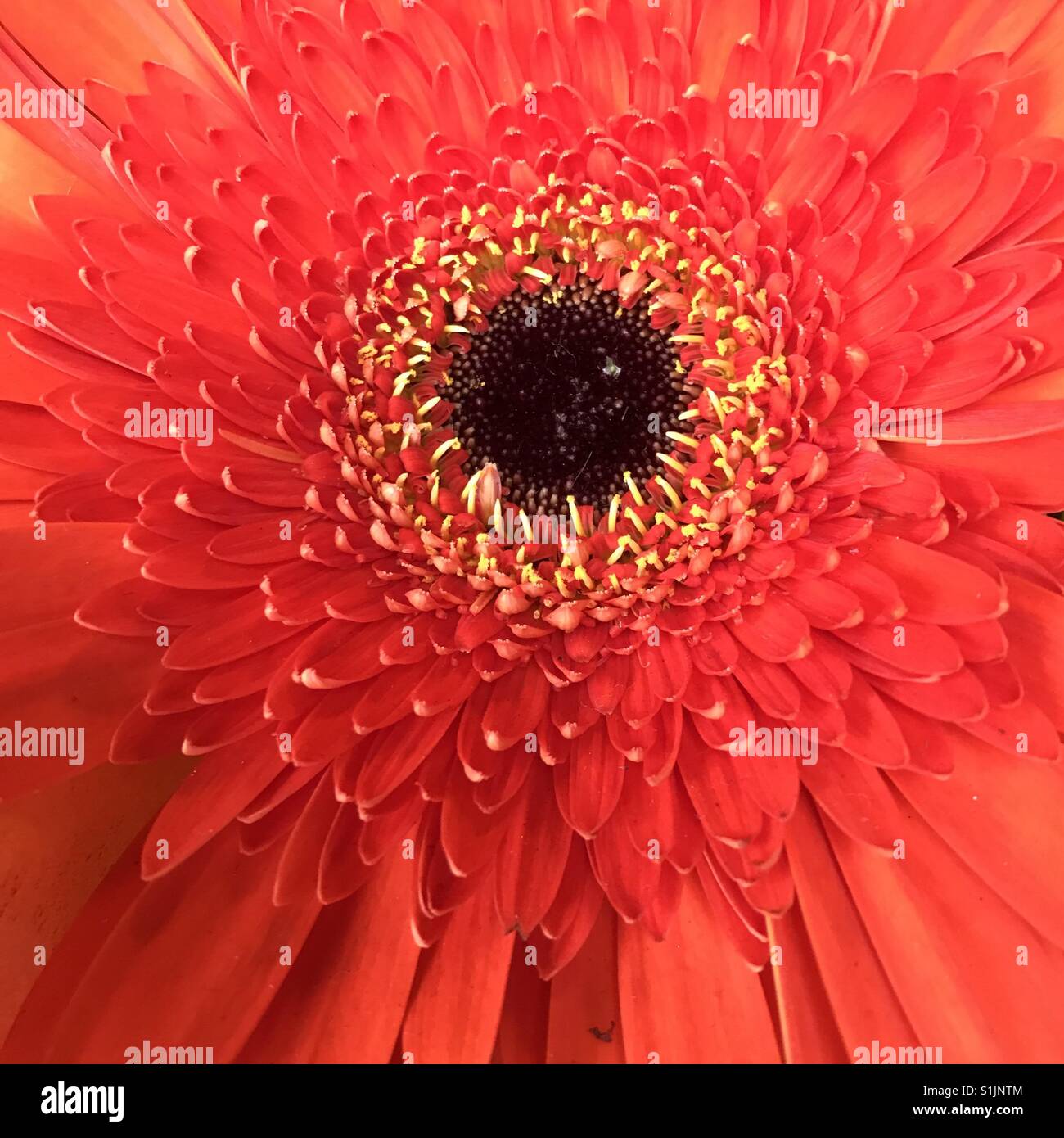 Red flower detail, Dahlia - Smartphone Captured Stock Image