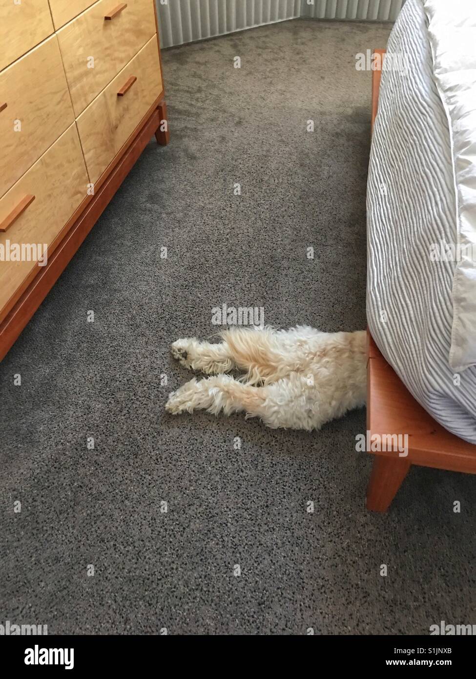 A silly dog tries to hide under the bed but doesn't fit Stock Photo
