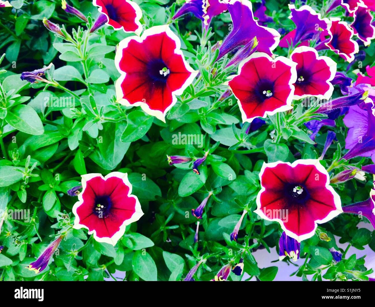 Can can picotee velvet petunia flowers white outline Stock Photo