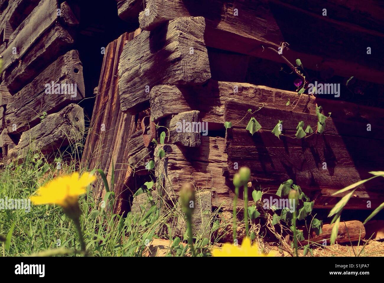 Dandelion grows by timber frame barn - Smartphone Captured Stock Image