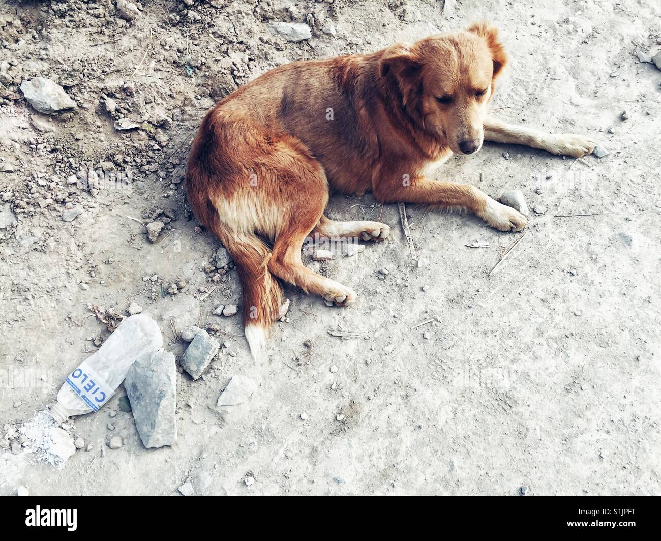 Stray dog on the street in Peru - Smartphone Captured Stock Image