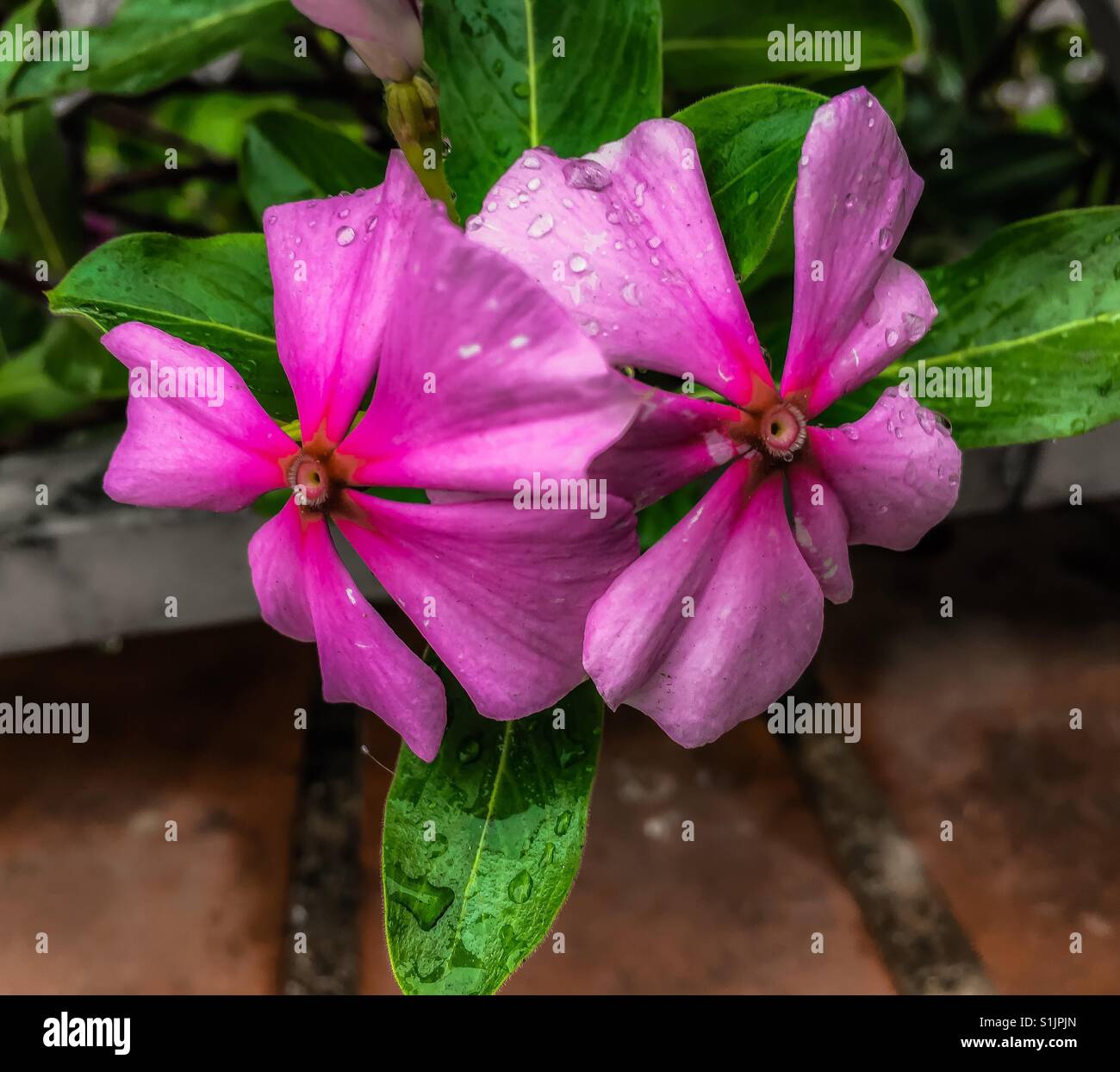Two pink vinca flowers with droplets of water close up Stock Photo Alamy
