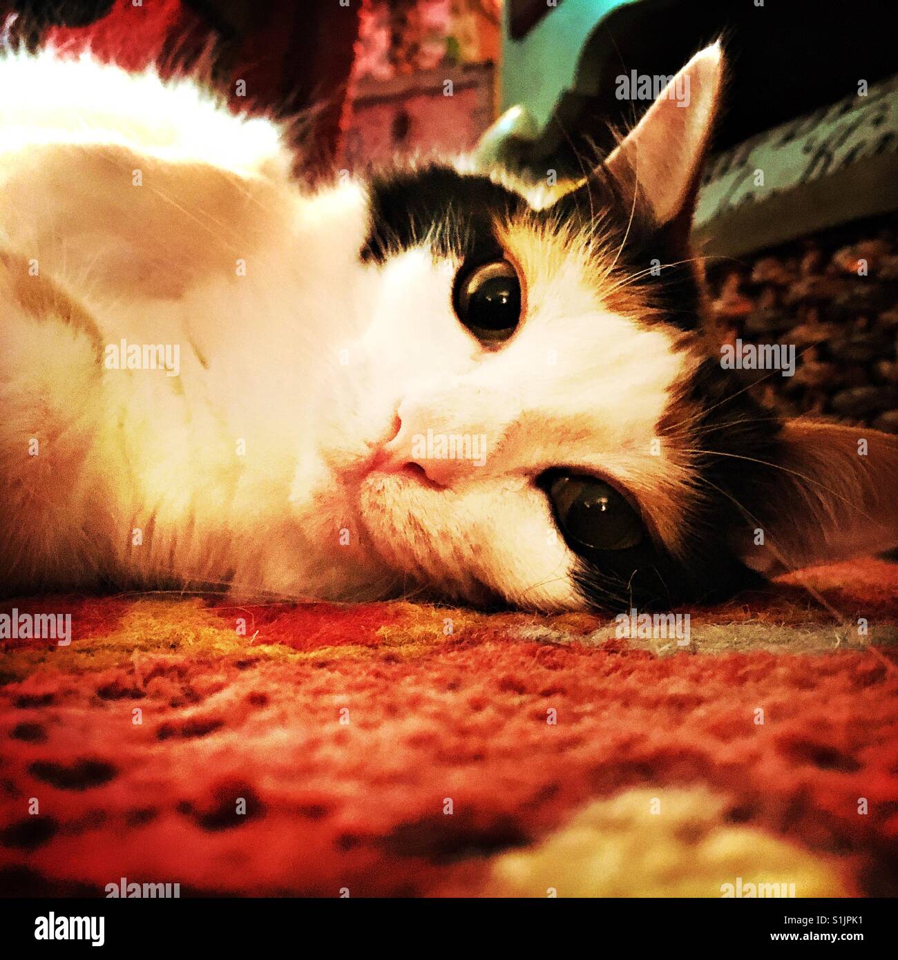 Relaxing cat Stock Photo