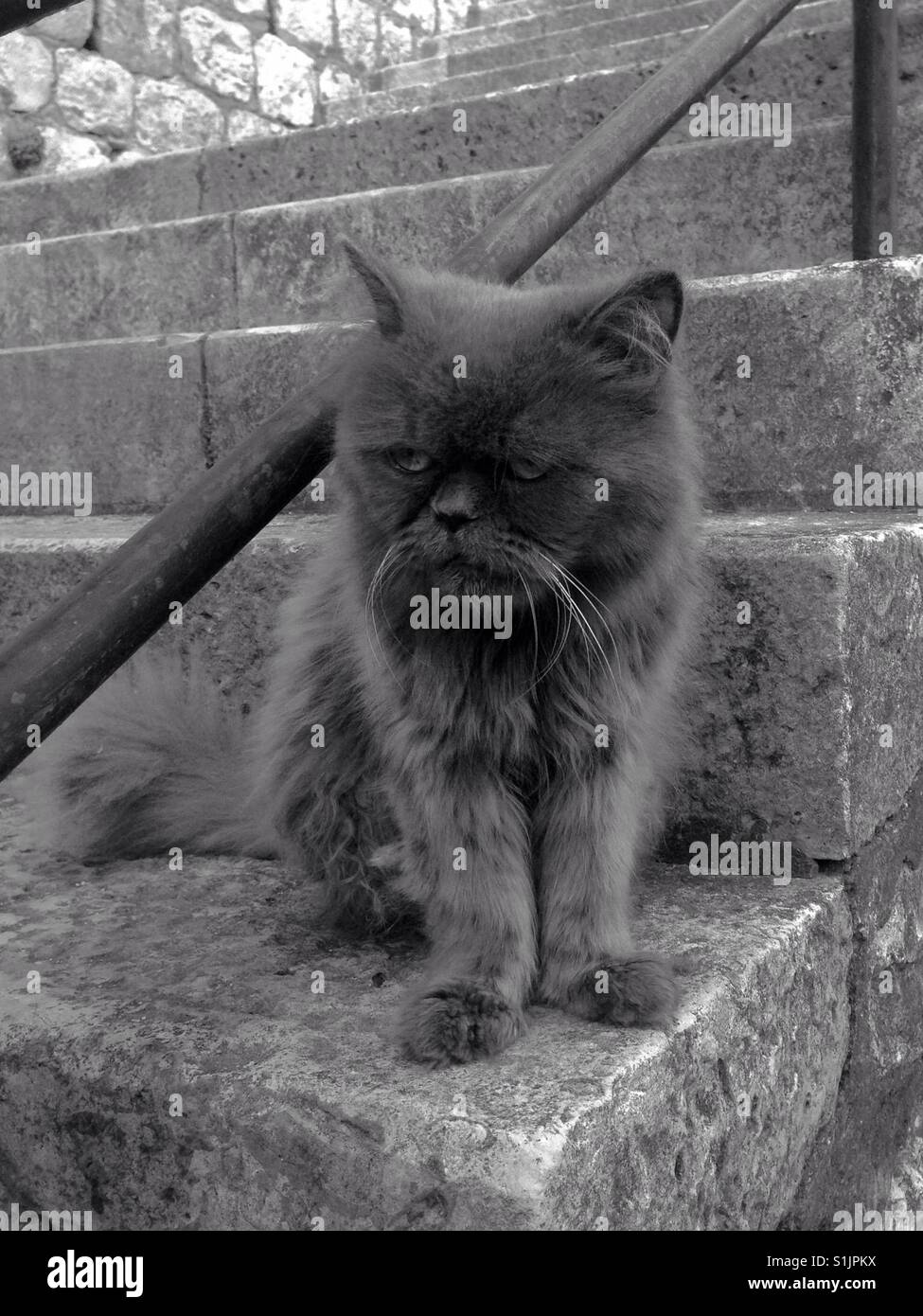 Cat on stairs Stock Photo Alamy
