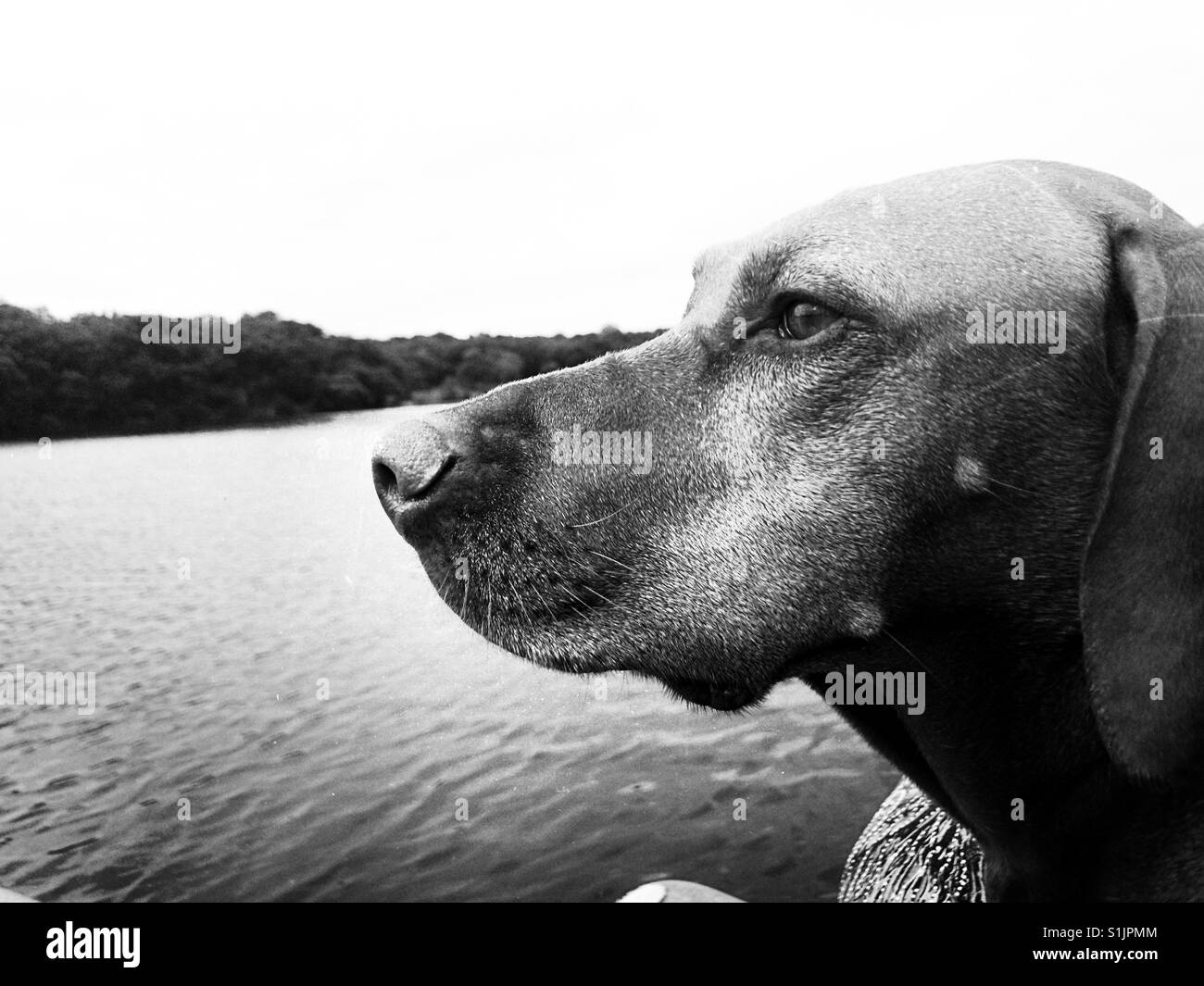 Lake dog Stock Photo