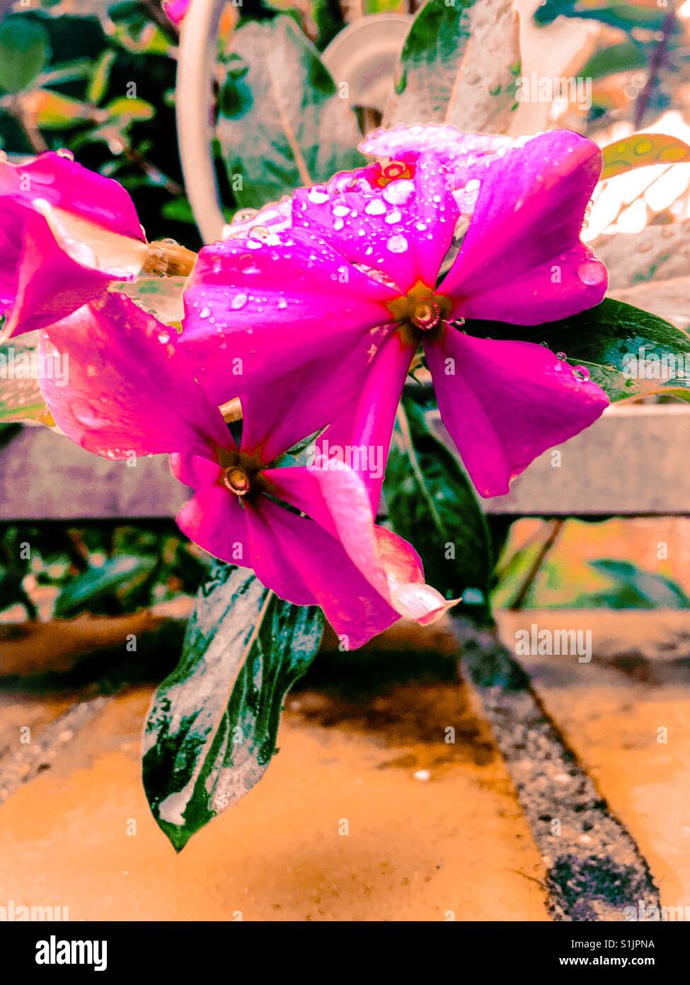 Pink vinca flowers with droplets of water wrought iron fence and brick background close up Stock