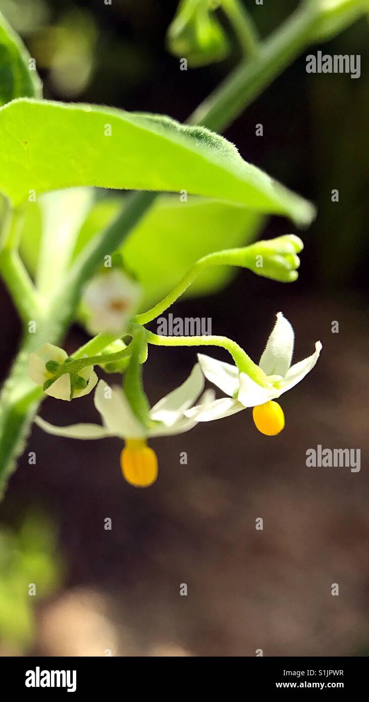 Wild little flower in Houston Stock Photo Alamy