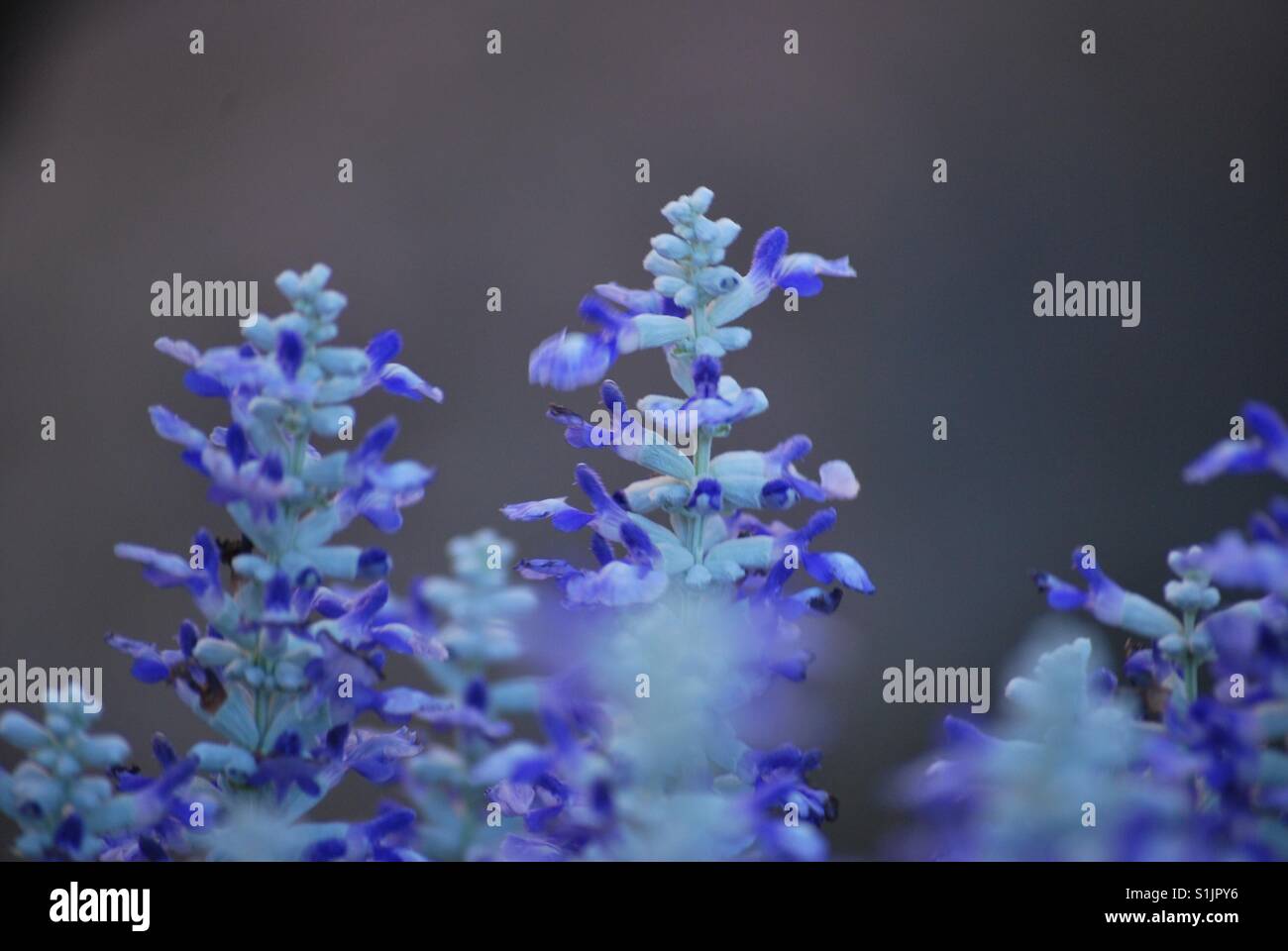 Blue garden flowers Stock Photo