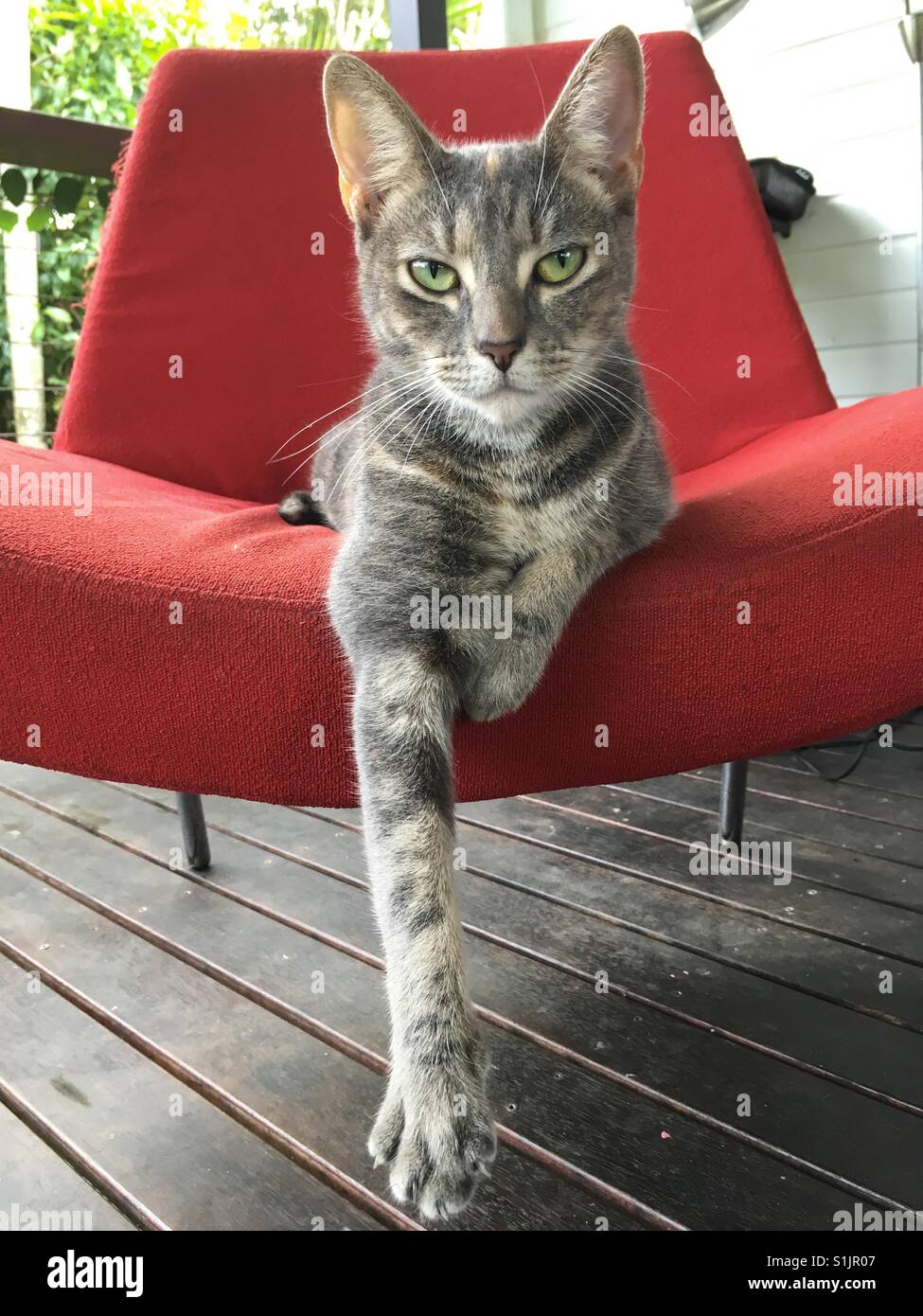 Cat on a red chair. - Smartphone Captured Stock Image