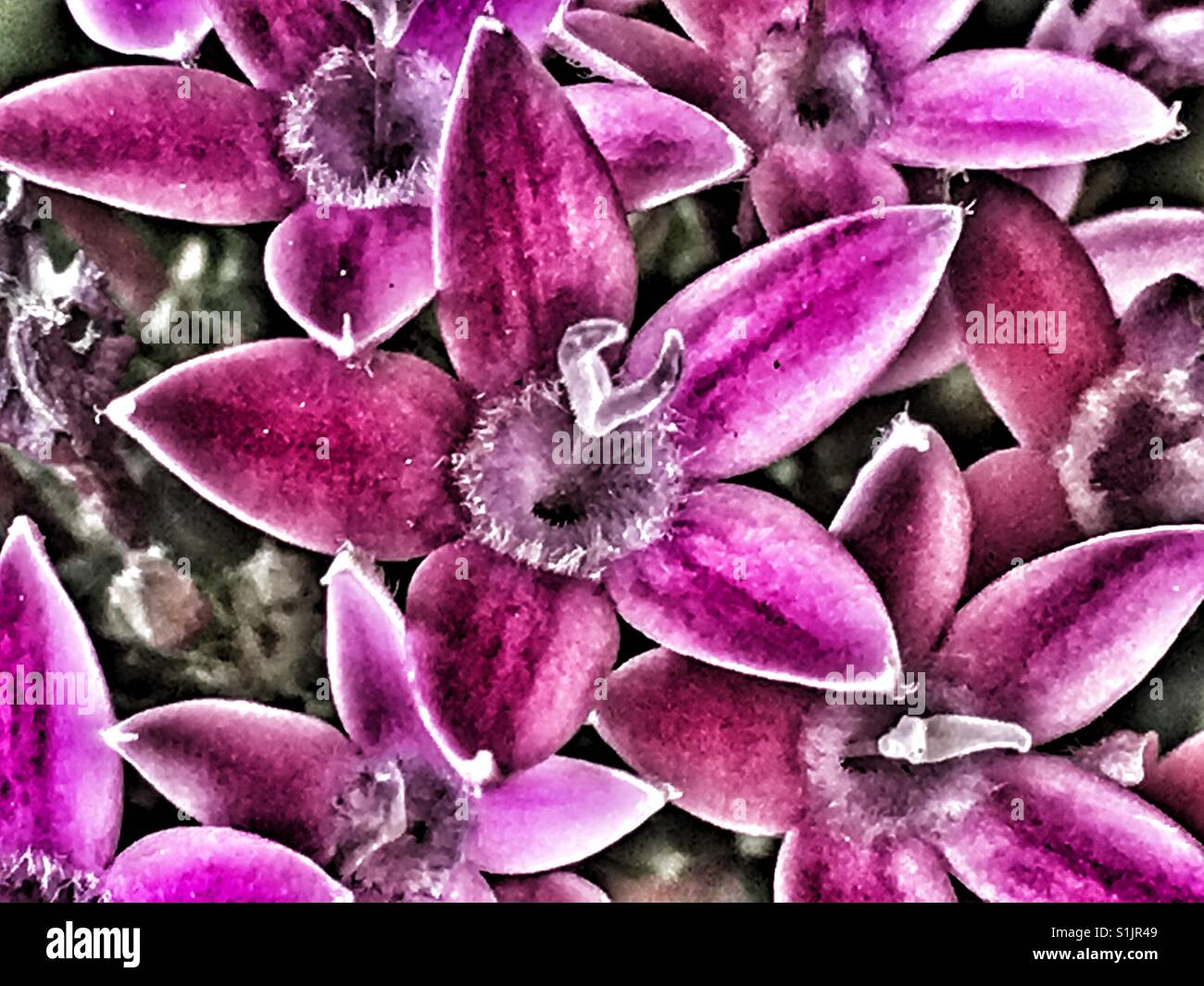 Pentas, Rubiaceae, , pink flowers Stock Photo