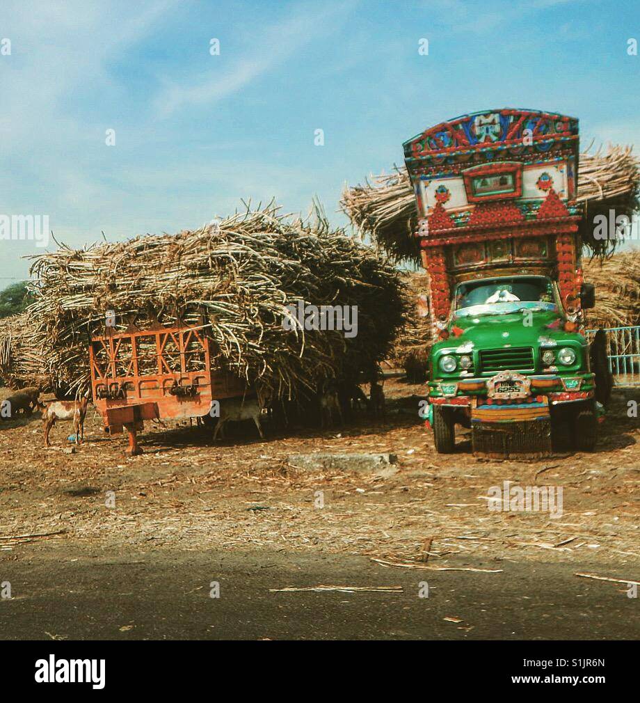 Sugar canes in Pakistan Stock Photo Alamy