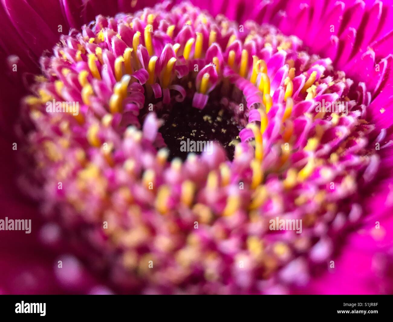Beautiful flower macro shot - Smartphone Captured Stock Image