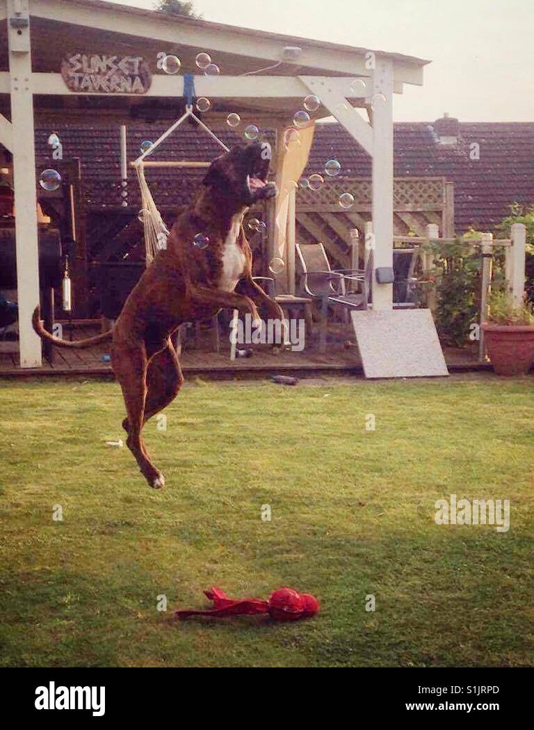 Boxer dog jumping with bubbles Stock Photo Alamy