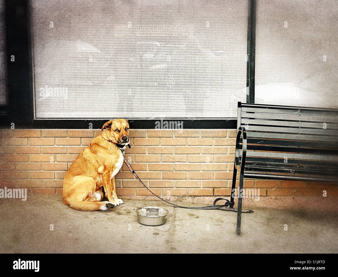 A dog sits leashed to a bench. - Smartphone Captured Stock Image