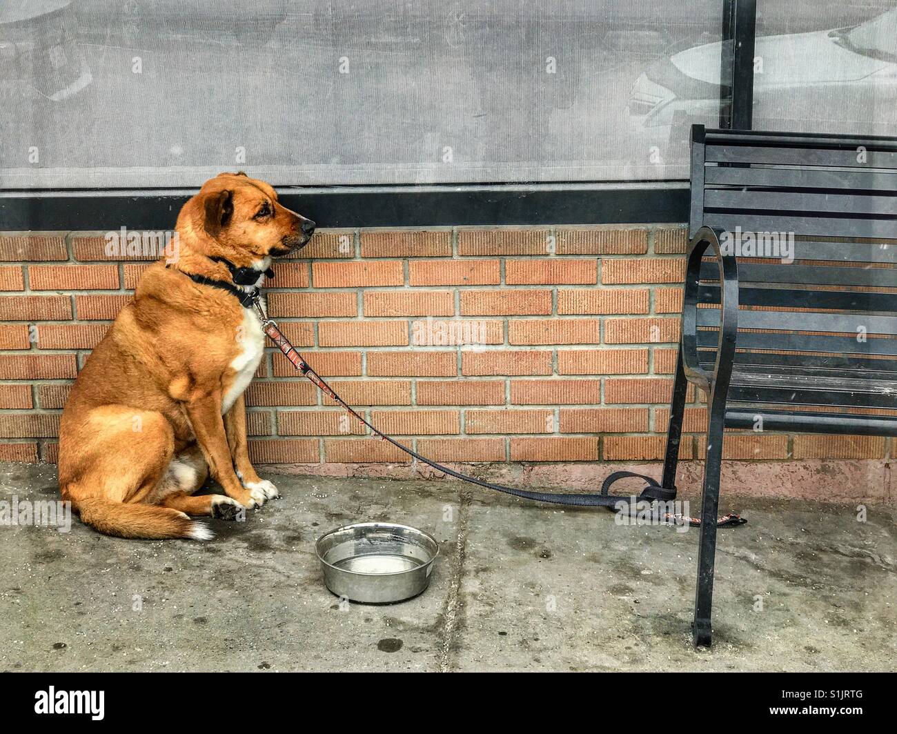 A dog tied to a bench on a sidewalk waits for its owner. - Smartphone Captured Stock Image