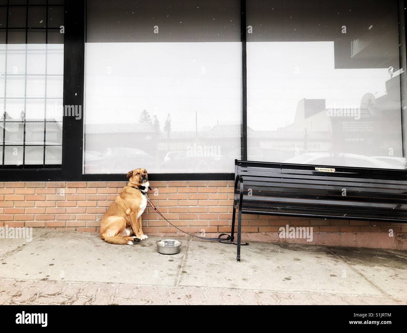 A dog waits leashed to a bench. - Smartphone Captured Stock Image