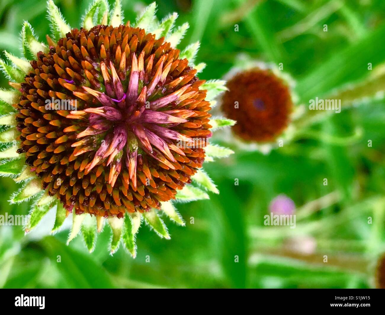 Asymmetrical flower hi-res stock photography and images - Alamy