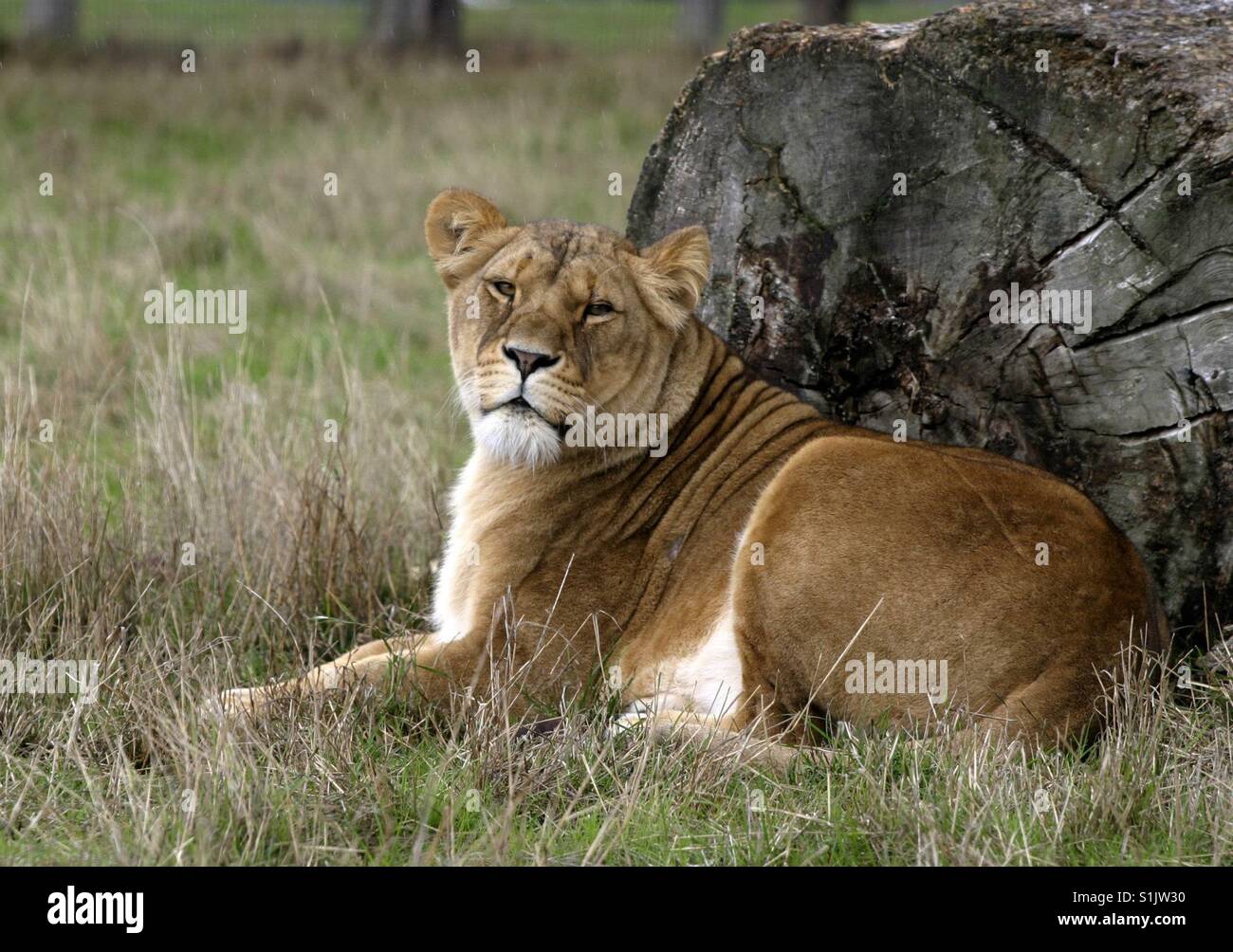 Lioness rests under fallen tree trunk - Smartphone Captured Stock Image
