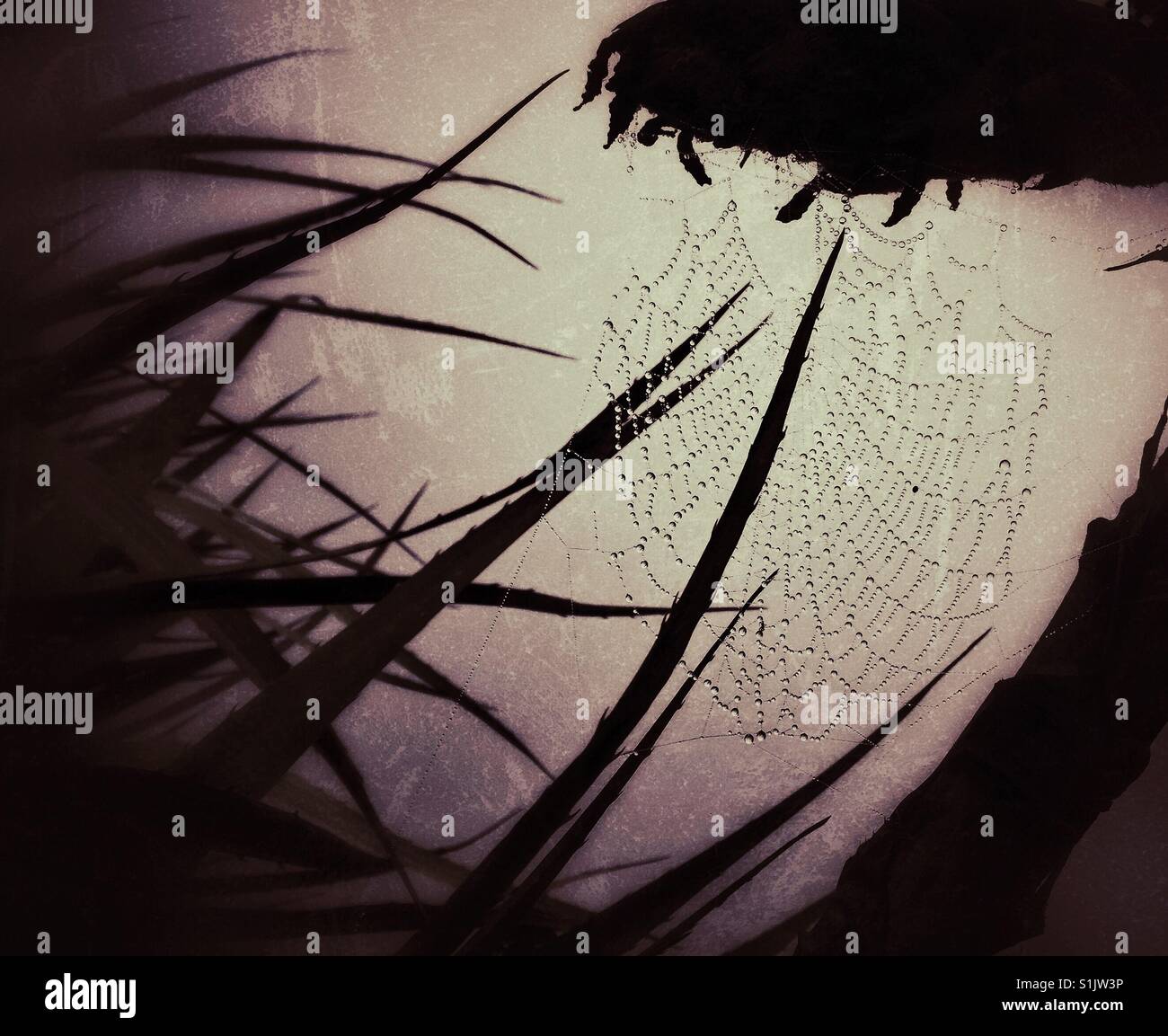 Dew drops on spiderweb in the fog - Smartphone Captured Stock Image