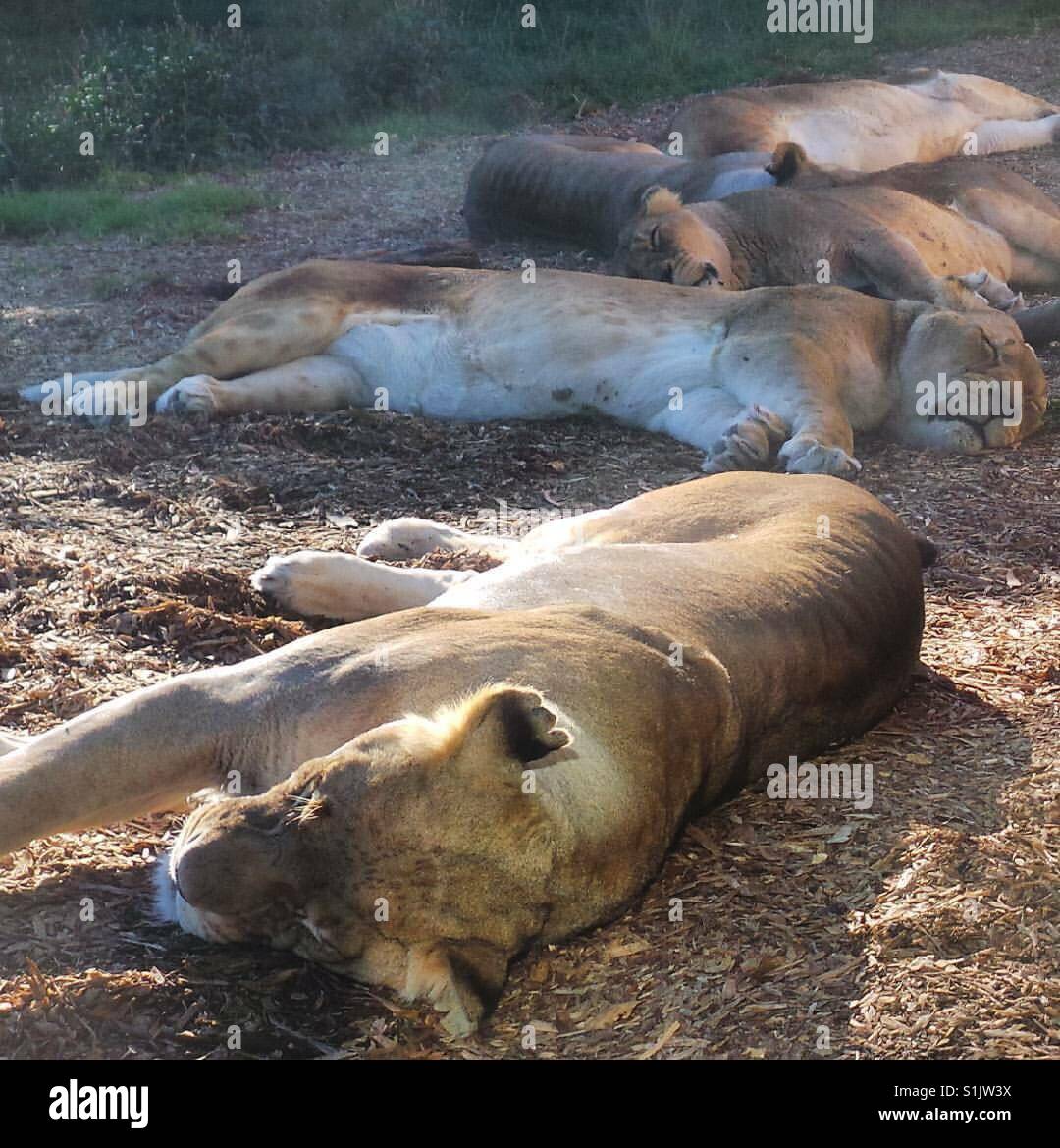 Lions basking in sunshine - Smartphone Captured Stock Image