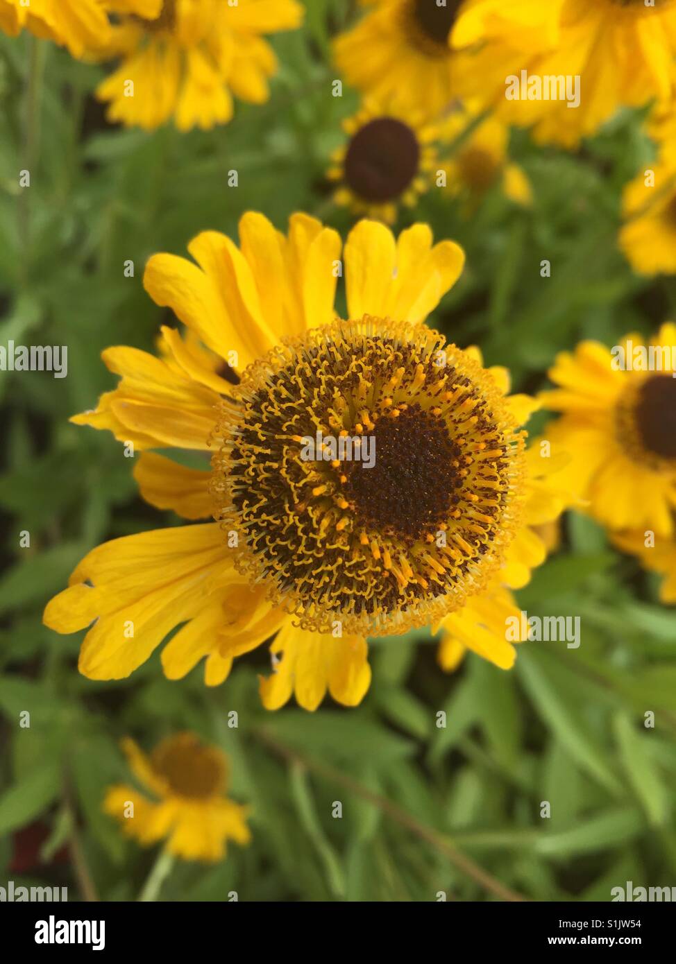 Helenium 'The Bishop' variety yellow flower growing in Dublin Ireland - Smartphone Captured Stock Image