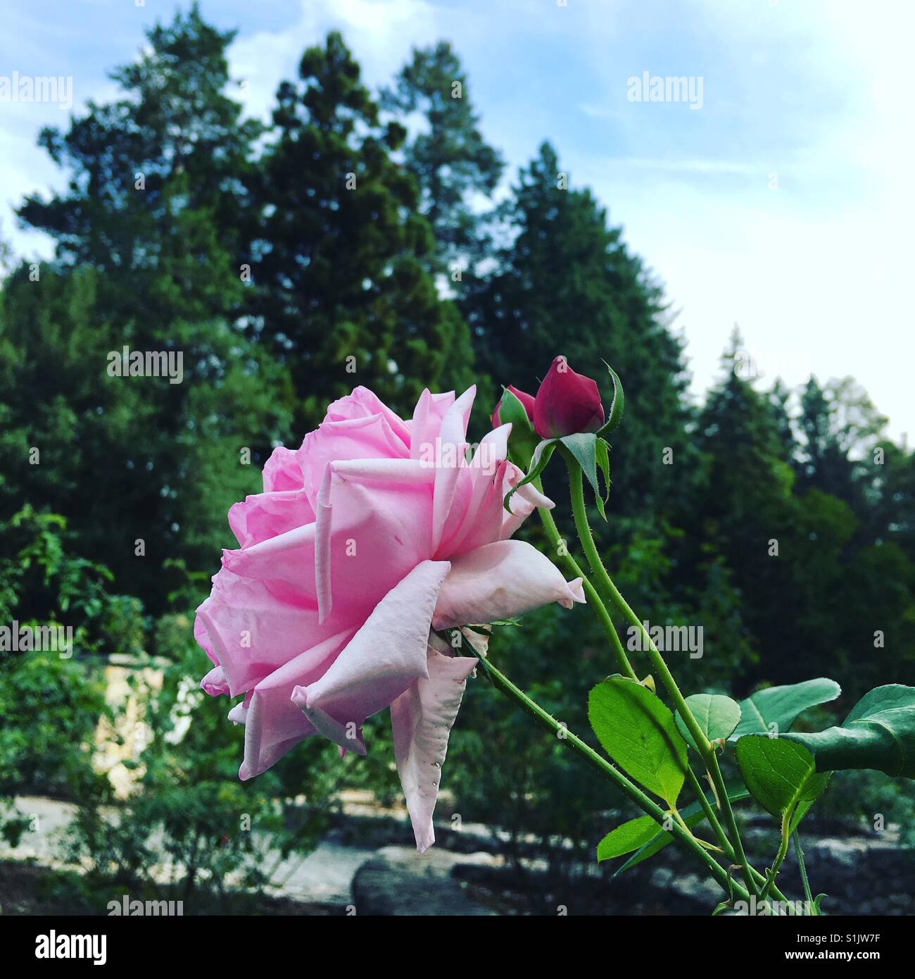 Roses in the sunlight Stock Photo Alamy